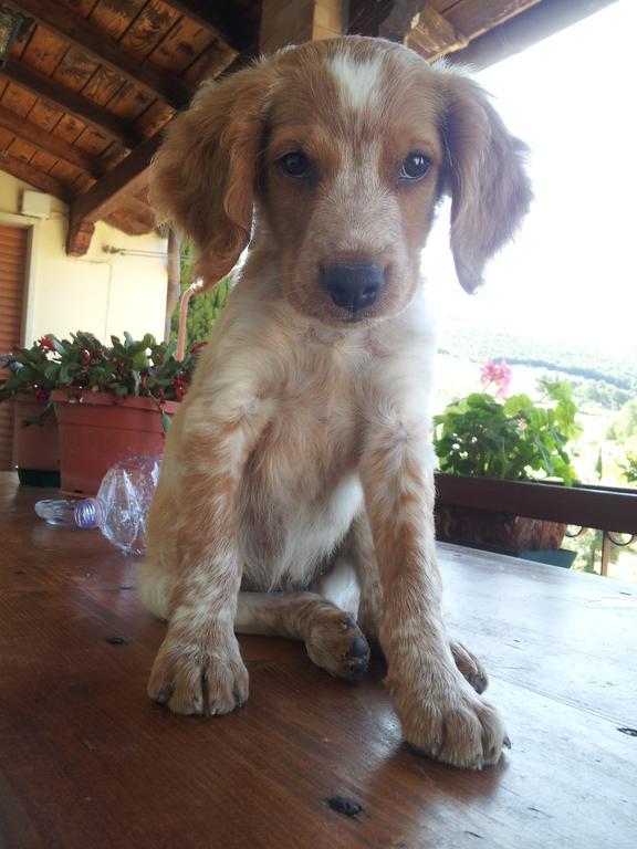 Willa Borgo Buciardella Baschi Zewnętrze zdjęcie