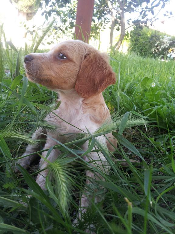 Willa Borgo Buciardella Baschi Zewnętrze zdjęcie