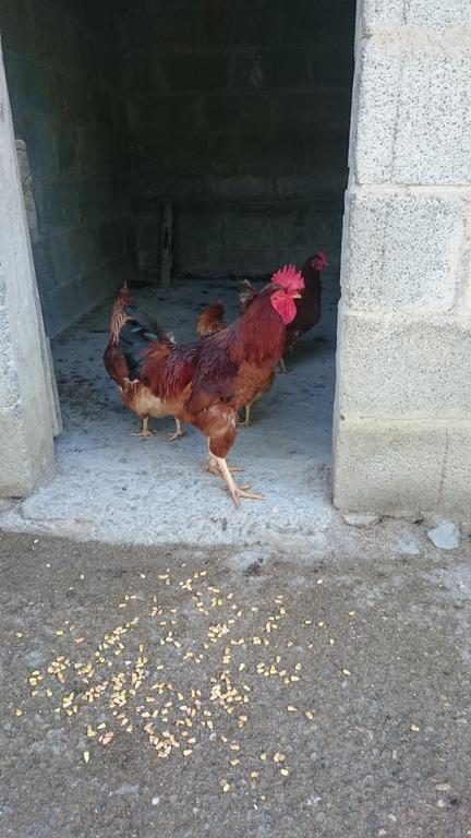 Willa Borgo Buciardella Baschi Zewnętrze zdjęcie