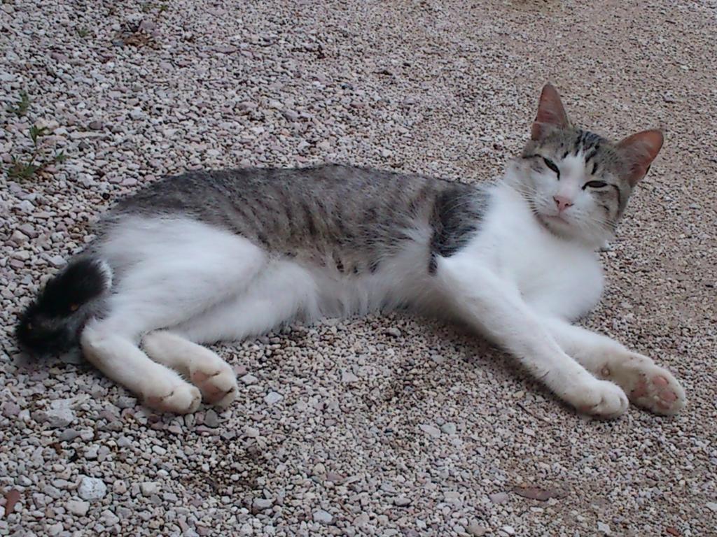 Willa Borgo Buciardella Baschi Zewnętrze zdjęcie